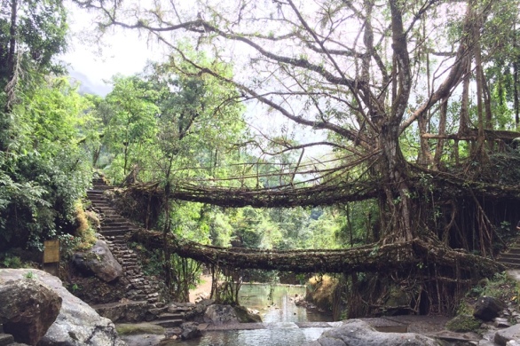 Double Decker Root Bridge, Living Root Bridge Cherrapunji, Meghalaya Tourism