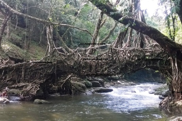 Living Root Bridge, Double Decker Living Root Bridge, Megahalya Tourism