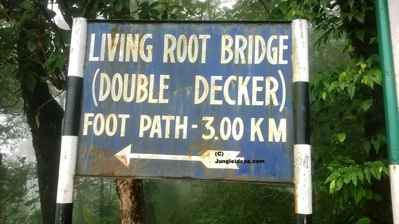 Living Root Bridge, Double Decker Living Root Bridge, Megahalya Tourism